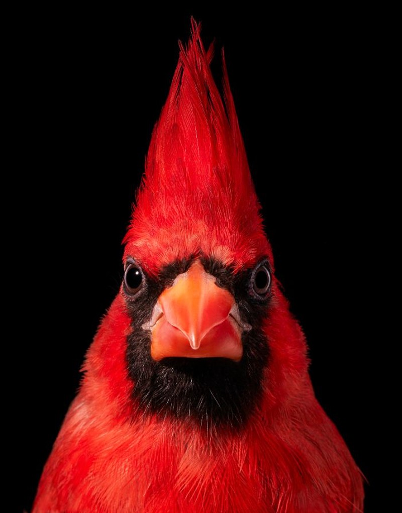 fotoinet Tim Flach burung