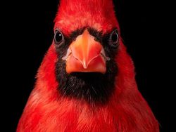 Potret Close Up Burung Langka yang Memukau