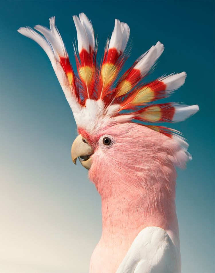 fotoinet Tim Flach burung