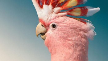 Burung Kakatua Pink. Setelah mendapatkan akses tersebut adalah ia harus memiliki seseorang di lapangan untuk mengetahui seperti apa karakter dan perilaku hewan tersebut. Foto: Dok. Tim Flach