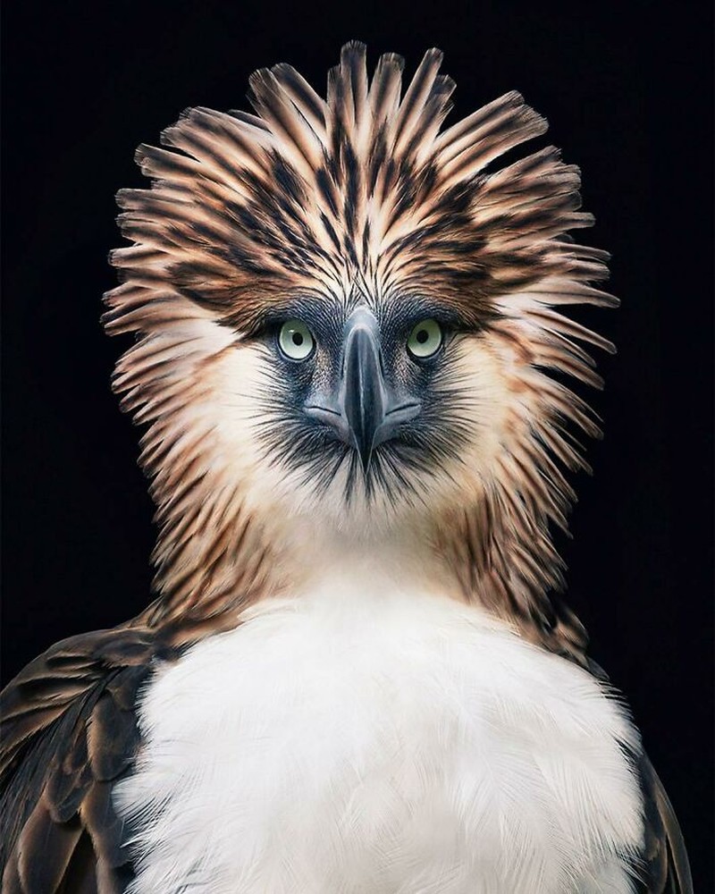 fotoinet Tim Flach burung