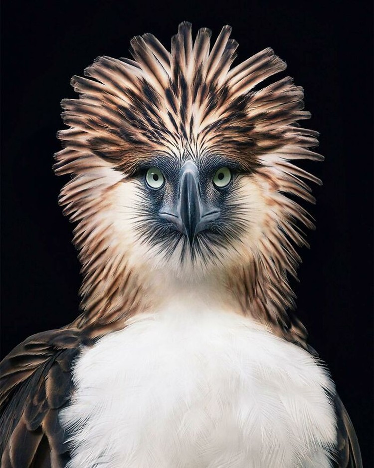 fotoinet Tim Flach burung fotoinet Tim Flach burung