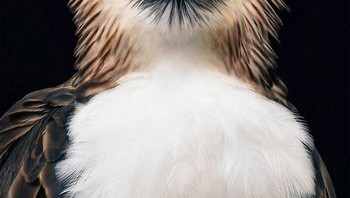 Burung Elang Filipina. Dalam proyek tertentu yang sedang dikerjakan Flach, ada sebuah buku tentang burung, di mana ia memiliki editor yang sangat berpengetahuan tentang burung, dan bahkan memiliki beberapanya. Foto: Dok. Tim Flach