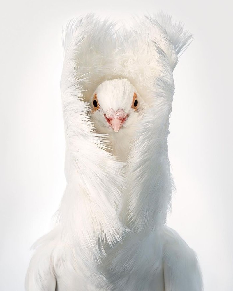 fotoinet Tim Flach burung