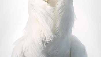 Burugn Merpati Jacobin. Kemudian sang fotografer harus mengembangkan pendekatan kasus per kasus, apakah burung-burung itu dapat dimasukkan ke dalam kandang burung di studio. Atau apakah ada izin yang ia miliki dari kebun binatang dan sebagainya. Foto: Dok. Tim Flach 