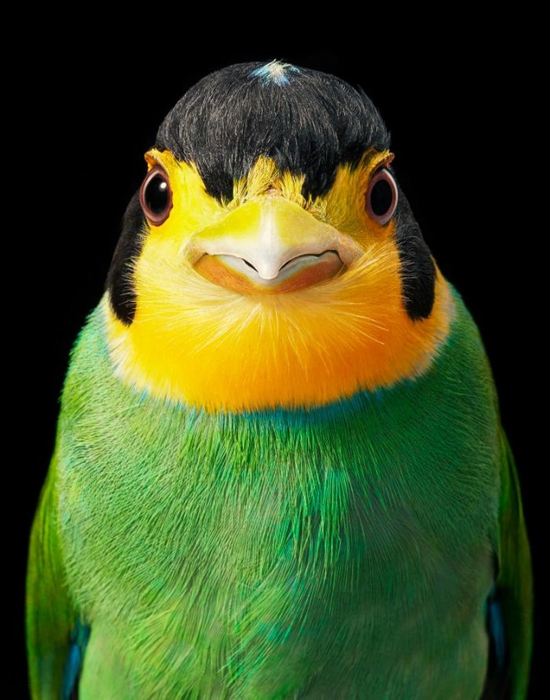 fotoinet Tim Flach burung