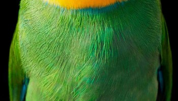 Burung Longtail Broadbill. Saya harus memberikan alasan mengapa saya ingin mendapatkan akses itu kepada mereka, ujarnya. Foto: Dok. Tim Flach
