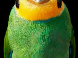 Potret Close Up Burung Langka yang Memukau