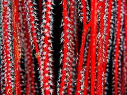 Tes Kejelian Mata: Carilah Hewan Tersembunyi dalam Foto