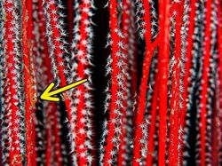 Tes Kejelian Mata: Carilah Hewan Tersembunyi dalam Foto