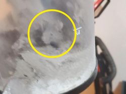 Tes Kejelian Mata: Carilah Hewan Tersembunyi dalam Foto