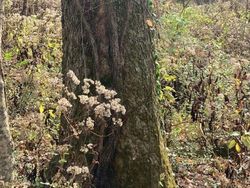 Tes Kejelian Mata: Carilah Hewan Tersembunyi dalam Foto