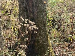 Tes Kejelian Mata: Carilah Hewan Tersembunyi dalam Foto