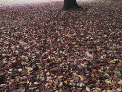 Tes Kejelian Mata: Carilah Hewan Tersembunyi dalam Foto