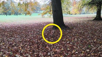 Ini dia posisinya, Foto: Reddit