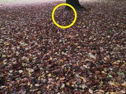 Tes Kejelian Mata: Carilah Hewan Tersembunyi dalam Foto