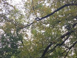 Tes Kejelian Mata: Carilah Hewan Tersembunyi dalam Foto