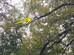 Tes Kejelian Mata: Carilah Hewan Tersembunyi dalam Foto