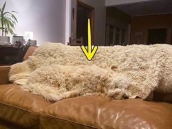 Tes Kejelian Mata: Carilah Hewan Tersembunyi dalam Foto