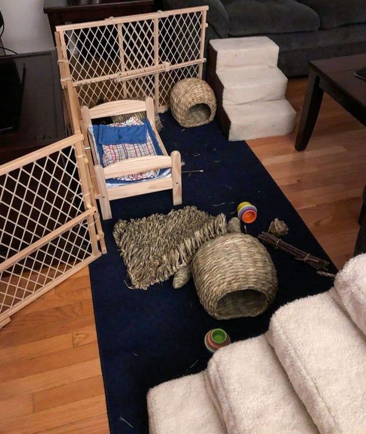 Foto Kamuflase hewan