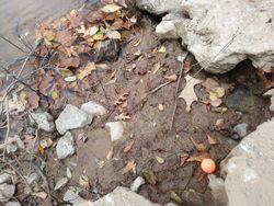 Tes Kejelian Mata: Carilah Hewan Tersembunyi dalam Foto