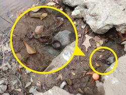 Tes Kejelian Mata: Carilah Hewan Tersembunyi dalam Foto