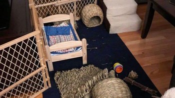 Coba cari posisi kucing di gambar ini? Foto: Reddit