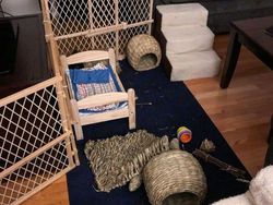 Tes Kejelian Mata: Carilah Hewan Tersembunyi dalam Foto