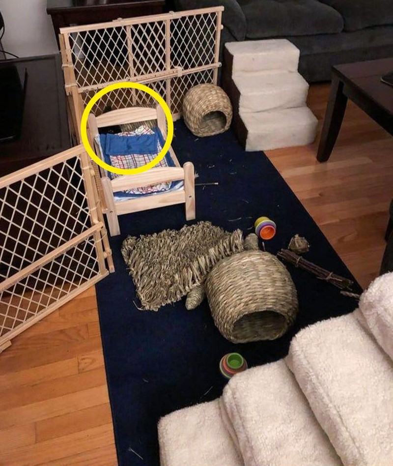 Foto Kamuflase hewan