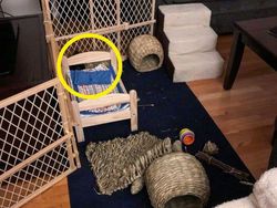 Tes Kejelian Mata: Carilah Hewan Tersembunyi dalam Foto