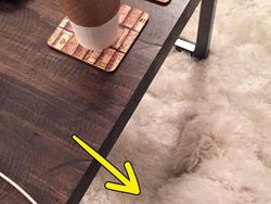 Tes Kejelian Mata: Carilah Hewan Tersembunyi dalam Foto