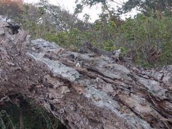 Tes Kejelian Mata: Carilah Hewan Tersembunyi dalam Foto