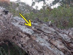 Tes Kejelian Mata: Carilah Hewan Tersembunyi dalam Foto