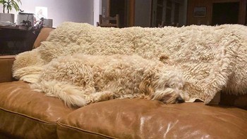 Ada yang bisa melihat di mana anjing berada? Foto: Reddit
