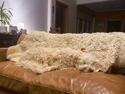 Tes Kejelian Mata: Carilah Hewan Tersembunyi dalam Foto