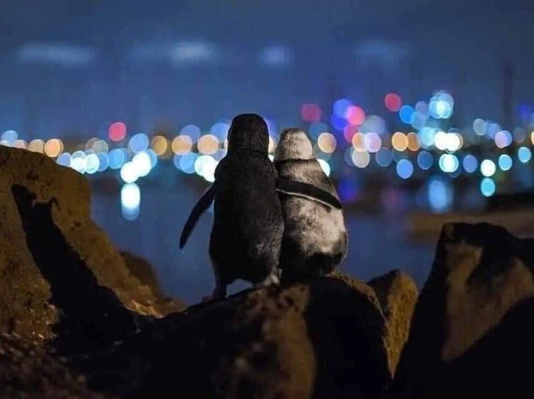 Foto: Pasangan Penguin yang Saling Menguatkan Satu Sama Lain