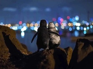 Kisah Sedih 2 Penguin yang Kehilangan Pasangan dan Saling Menguatkan