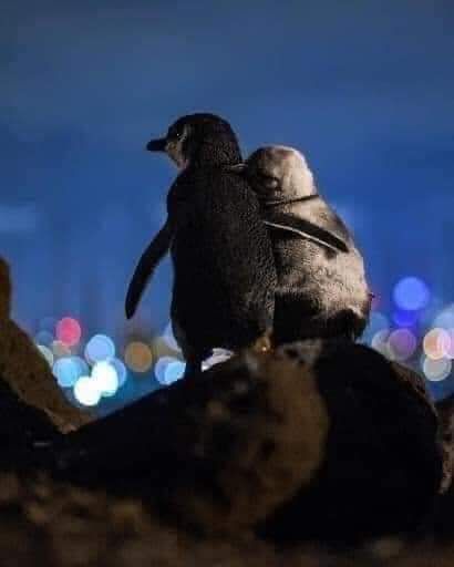 Kisah Sedih 2 Penguin di Australia