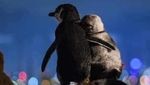 Foto: Pasangan Penguin yang Saling Menguatkan Satu Sama Lain
