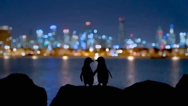 Kisah Sedih 2 Penguin di Australia