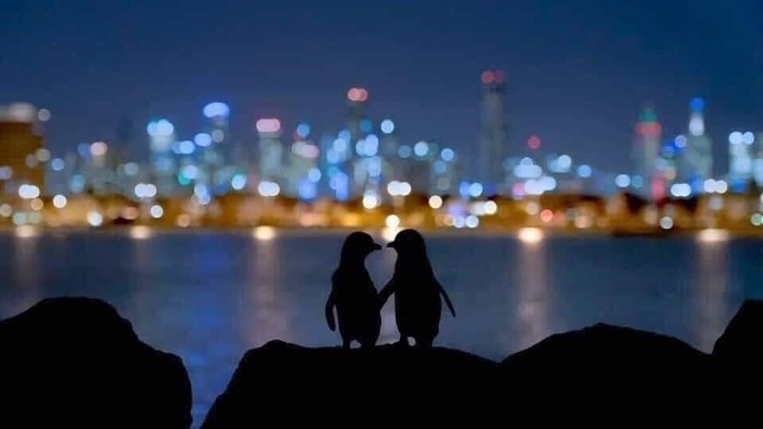 Kisah Sedih 2 Penguin Kisah Sedih 2 Penguin di Australia