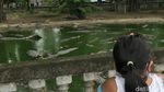 Foto: Buaya Buntung yang Diyakini Punya Kekuatan Supranatural