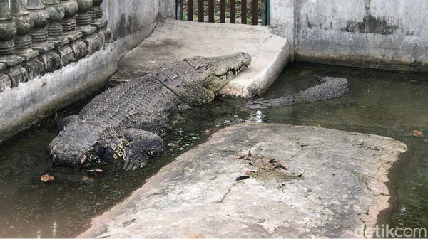 Mitos tentang kekuatan supranatural dari buaya buntung ini memang sudah lama santer terdengar. Bagi masyarakat tertentu, buaya buntung memiliki kekuatan magis. (Foto: Andi Saputra/detikcom) Mitos tentang kekuatan supranatural dari buaya buntung ini memang sudah lama santer terdengar. Bagi masyarakat tertentu, buaya buntung memiliki kekuatan magis. (Foto: Andi Saputra/detikcom)