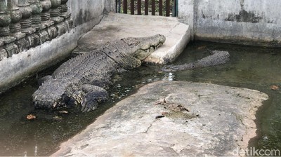 Foto: Buaya Buntung yang Diyakini Punya Kekuatan Supranatural