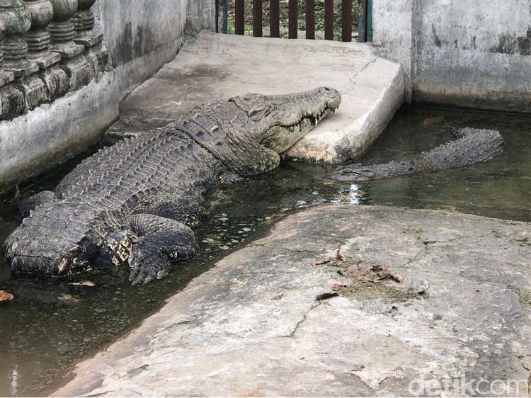 Foto: Buaya Buntung yang Diyakini Punya Kekuatan Supranatural