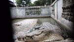 Foto: Buaya Buntung yang Diyakini Punya Kekuatan Supranatural