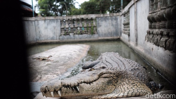 Melihat Buaya Buntung di Bekasi, Diyakini Punya Kekuatan Supranatural