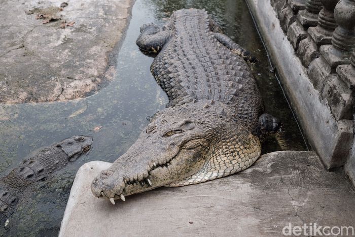 Foto Buaya Buntung  yang Diyakini Punya Kekuatan Supranatural