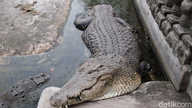Melihat Buaya Buntung di Bekasi, Diyakini Punya Kekuatan Supranatural Melihat Buaya Buntung di Bekasi, Diyakini Punya Kekuatan Supranatural
