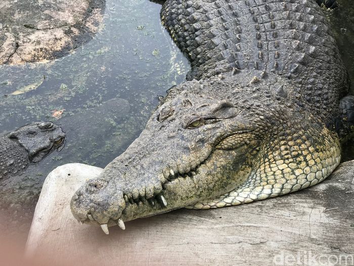 Foto Buaya Buntung  yang Diyakini Punya Kekuatan 